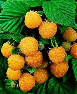 Framboisier remontant 'Fallgold' - Rubus ideaus 'Fallgold'