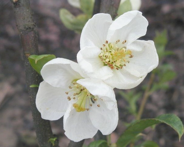 CHAENOMELES speciosa 'Nivalis' - Cognassier du Japon Blanc 'Nivalis'