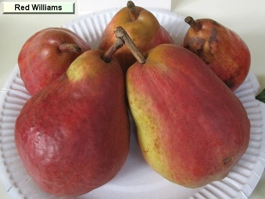 POIRIER 'Williams Rouge' - Arbre fruitier
