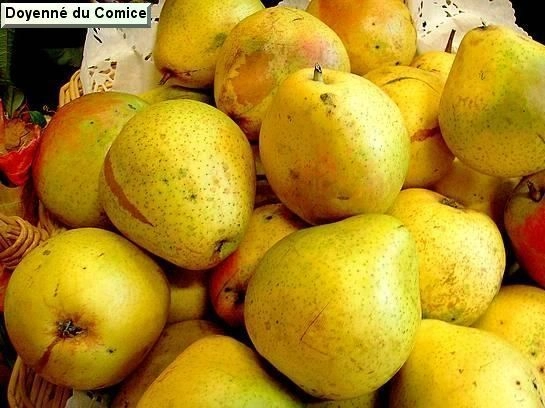 POIRIER 'Doyenne du Comice' - Arbre fruitier