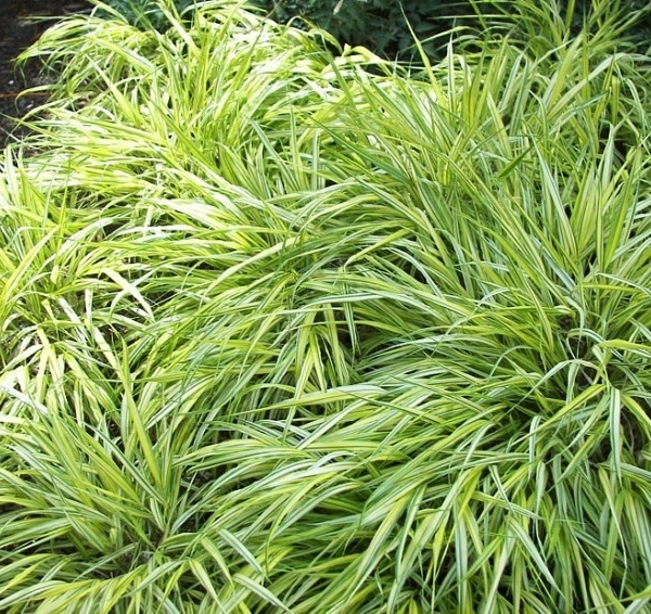 CAREX morrowii 'Variegata'
