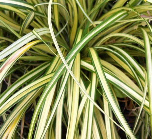 CAREX oshimensis 'Evergold' - Graminée, Laîche
