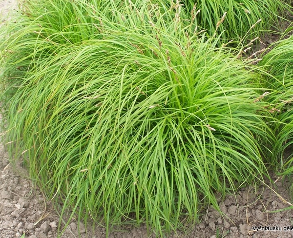 CAREX caryophyllea 'The Beatles'