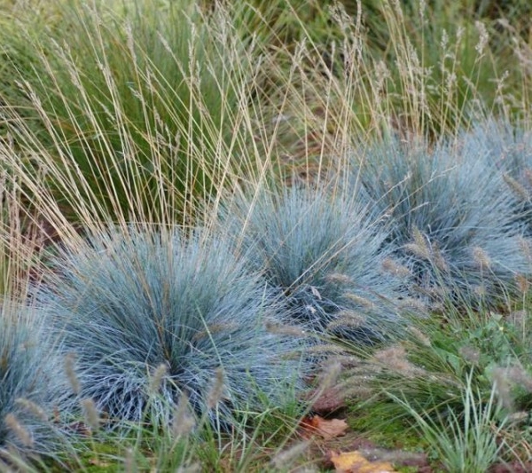 FESTUCA glauca 'Elijah Blue'