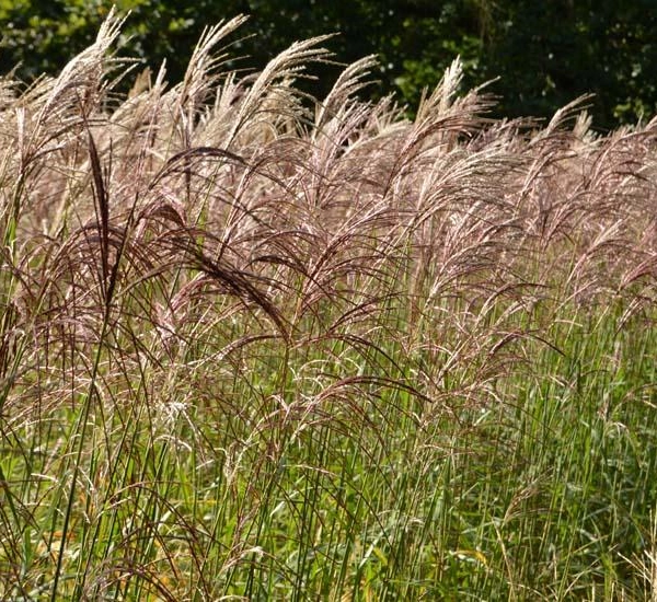 MISCANTHUS sinensis 'Flamingo'