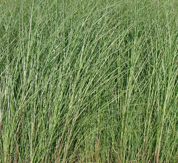 MISCANTHUS sinensis 'Gracillimus'