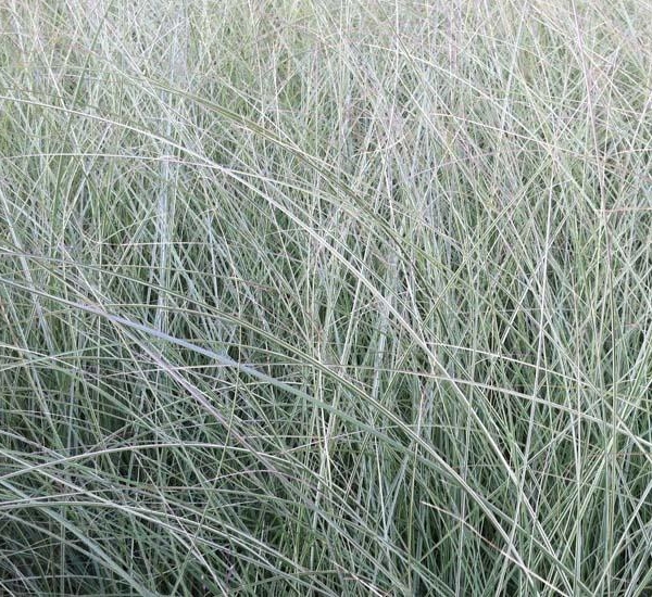 MISCANTHUS sinensis 'Morning Light'