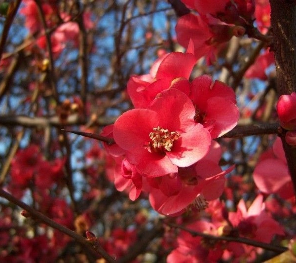 CHAENOMELES superba 'Boule de Feu' - Cognassier du Japon 'Boule de Feu'.