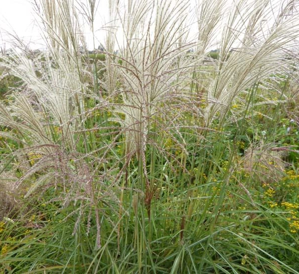 MISCANTHUS sinensis 'Undine' - Eulalie, Roseau de Chine 'Undine'