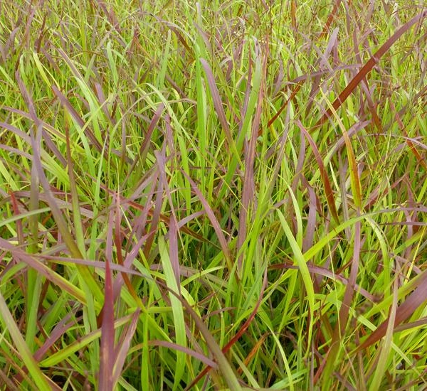PANICUM virgatum 'Rotstrahlbusch' - Graminée, Panic