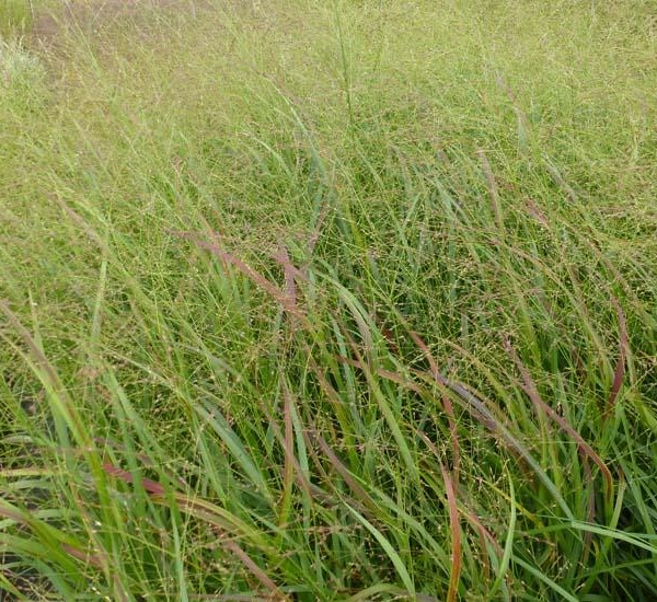 PANICUM virgatum 'Strictum' - Graminée, Panic