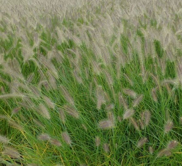 PENNISETUM alopecuroides 'Hameln'
