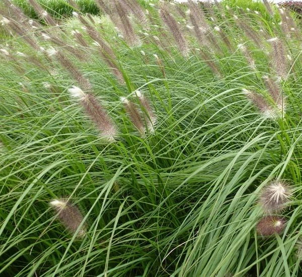 PENNISETUM alopecuroides 'Japonicum' - Graminée, Herbe aux écouvillons