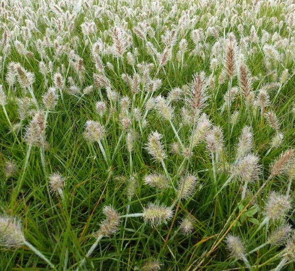 PENNISETUM alopecuroides 'Little Bunny' - Graminée, Herbe aux écouvillons