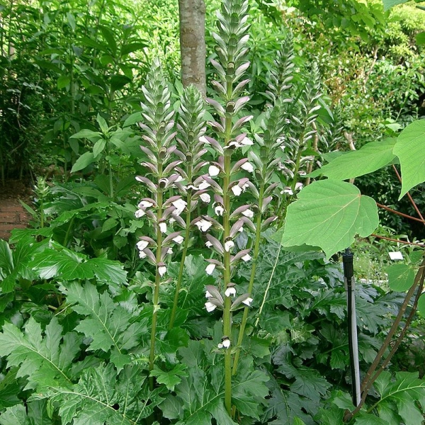 ACANTHUS mollis - Acanthe à feuilles molles