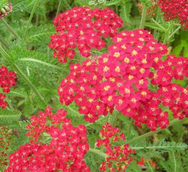 ACHILLEA millefolium 'Cerise Queen' - Achillée 'Cerise Queen'