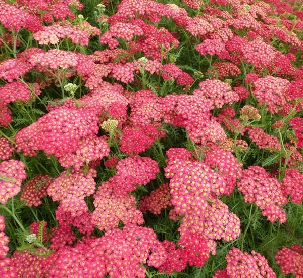 ACHILLEA millefolium 'Paprika'