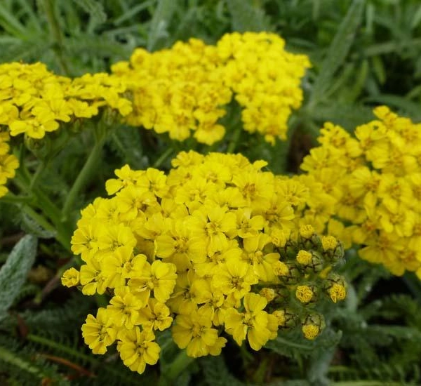 ACHILLEA tomentosa - Achillée naine