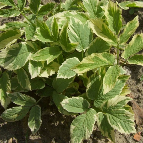 AEGOPODIUM podagraria 'Variegatum'