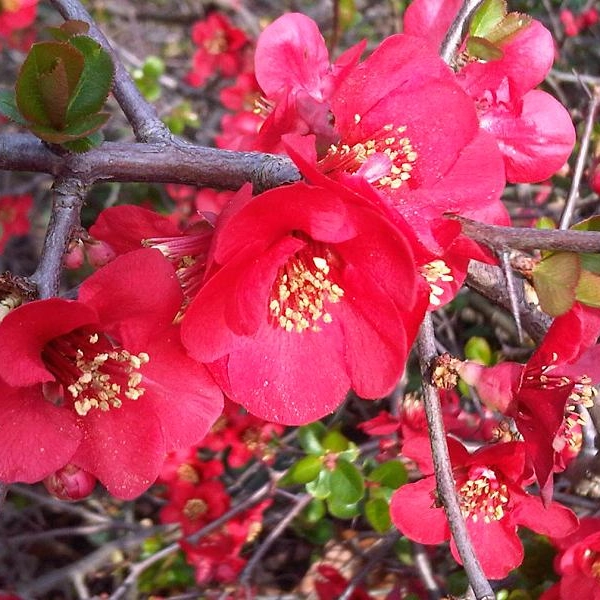 CHAENOMELES superba 'Ernst Finken' - Cognassier du Japon rouge orangé 'Ernst Finken'