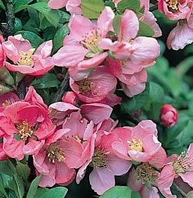 CHAENOMELES superba 'Pink Lady' - Cognassier du Japon rose 'Pink Lady'