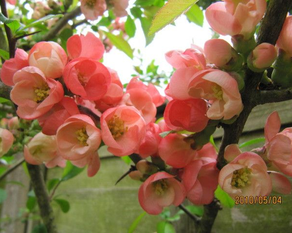 CHAENOMELES superba 'Pink Lady' - Cognassier du Japon rose 'Pink Lady'