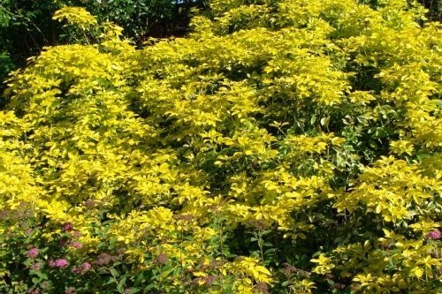 CHOISYA ternata 'Sundance' - Oranger de Mexique à feuillage jaune 'Sundance'