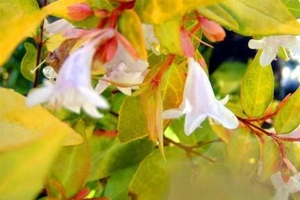 ABELIA grandiflora 'Francis Masson'