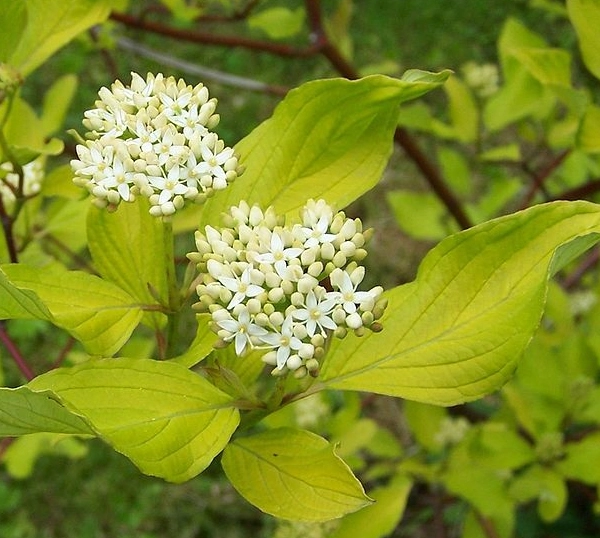 CORNUS alba - Cornouiller blanc