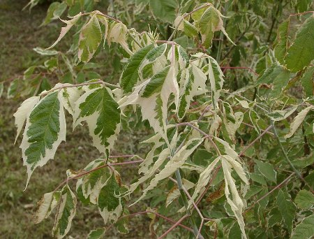 ACER negundo 'Variegatum' - Erable à feuilles de frêne panachées
