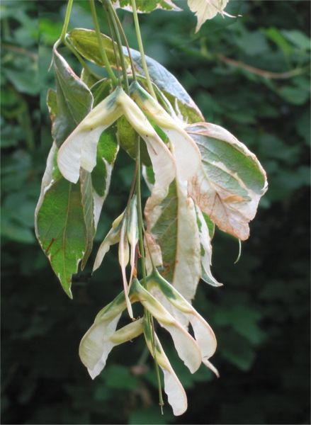 ACER negundo 'Variegatum' - Erable à feuilles de frêne panachées