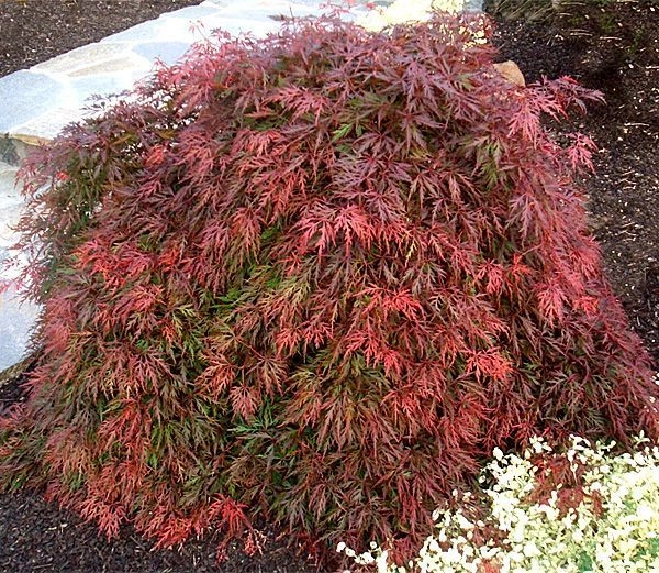 ACER palmatum 'Ornatum' - Erable du Japon 'Ornatum'
