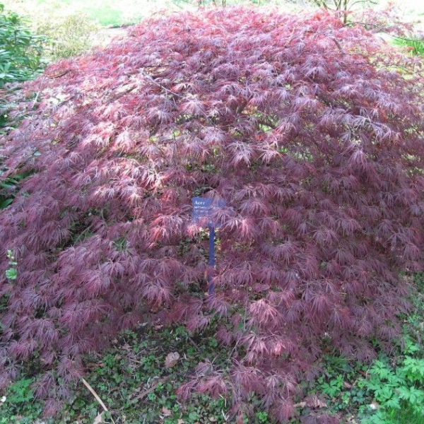 ACER palmatum 'Ornatum' - Erable du Japon 'Ornatum'