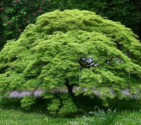 ACER palmatum - Erable du Japon