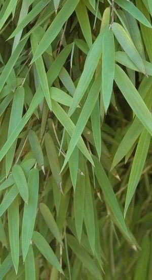 FARGESIA nitida 'Jiu' - Bambous non traçant 'Jiuzhaigou'1