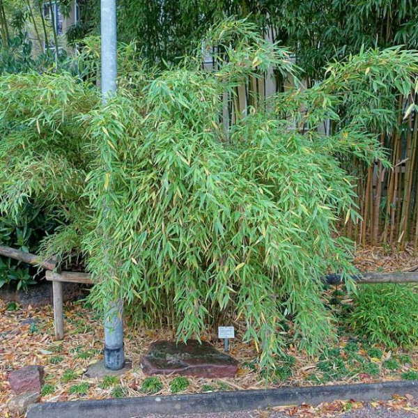 FARGESIA murielae 'Simba' - Bambou non traçant 'Simba', Bambou parapluie