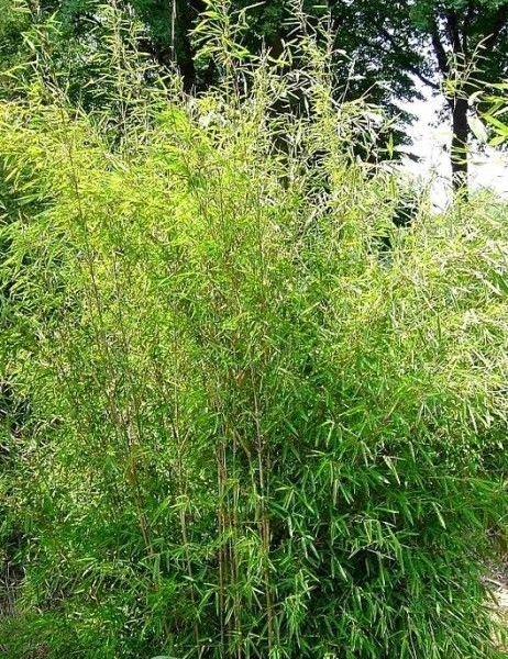 FARGESIA nitida 'Great Wall' - Bambou pour haie