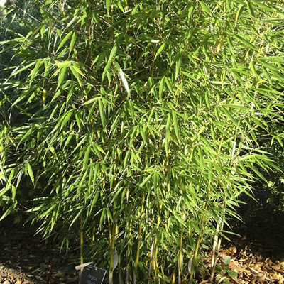 FARGESIA robusta 'Campbell' - Bambou non traçant