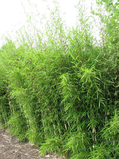 FARGESIA robusta 'Campbell' - Bambou pour haie, non traçant