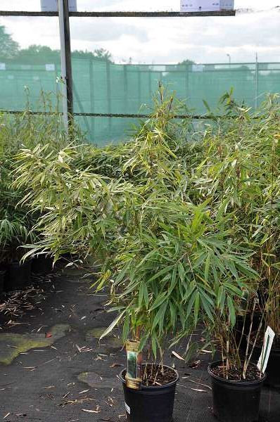 FARGESIA robusta 'Pingwu' - Bambou non traçant 'Pingwu'