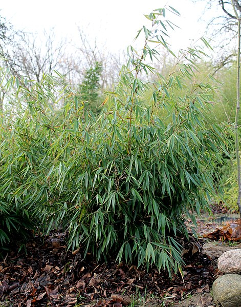 FARGESIA rufa - Bambou non traçant rufa