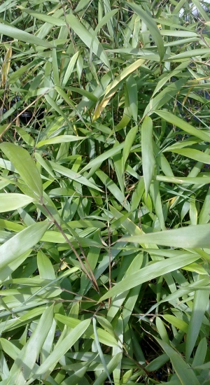 FARGESIA scabrida 'Asian wonder' - Bambou pour haie, non traçant