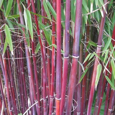 FARGESIA scabrida 'Asian wonder' - Bambou pour haie, non traçant