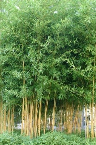 PHYLLOSTACHYS aureosulcata 'Spectabilis' - Bambou