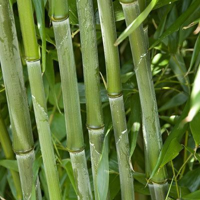 PHYLLOSTACHYS bissetii - Bambou