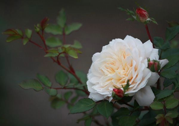 Rosier AUSTIN 'CROCUS ROSE'
