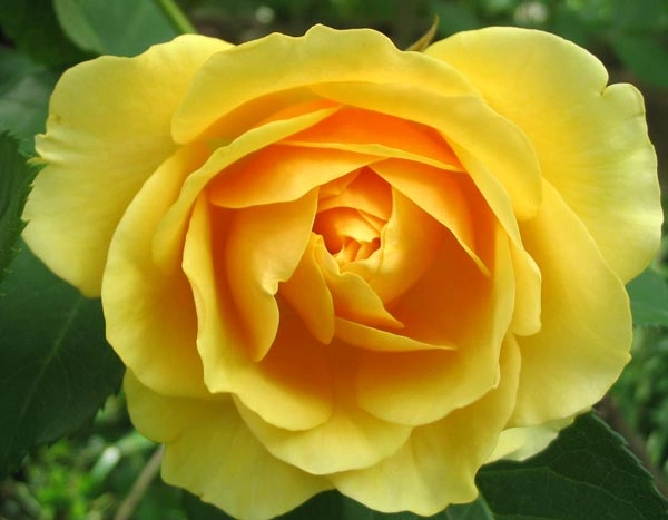 Rosier AUSTIN 'GRAHAM THOMAS' - Rosier anglais