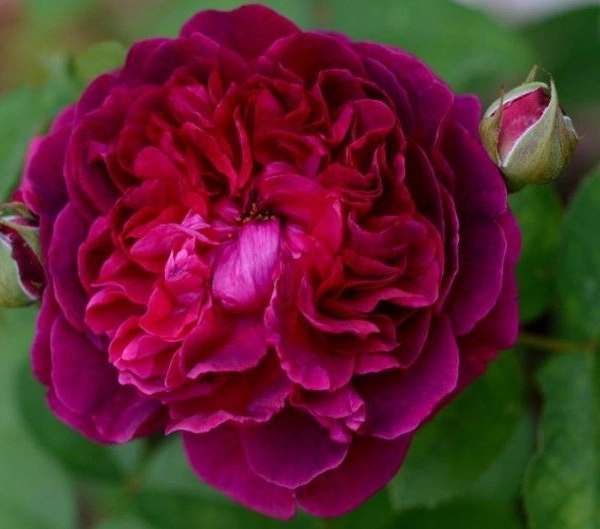 Rosier AUSTIN 'WILLIAM SHAKESPEARE' - Rosier anglais