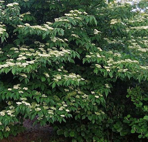 CORNUS alternifolia - Cornouiller à feuilles alternes