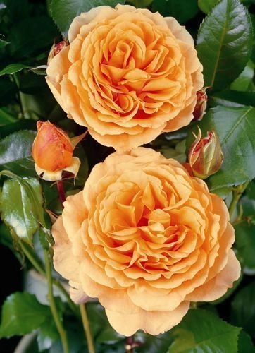 Rosier arbustif 'RIKITA' ® Tan 96205